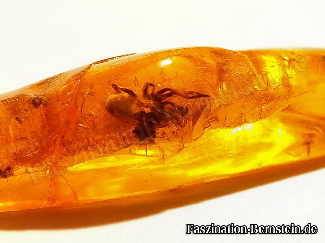 Bernstein-Insekt-Inklusen