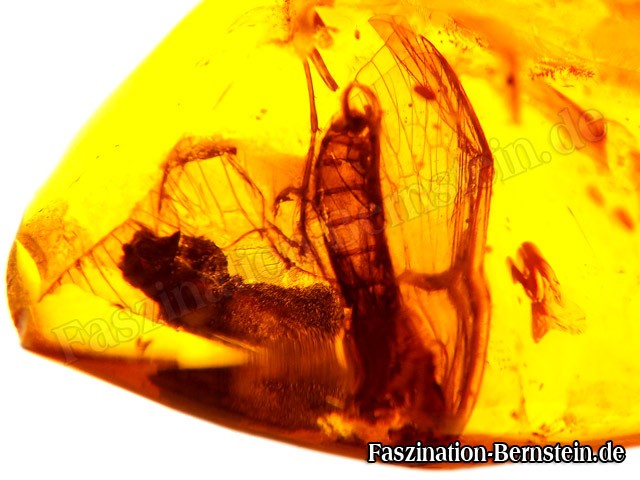 Bernstein-Insekt-Inklusen