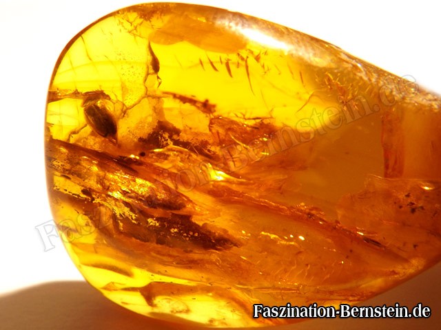 Bernstein-Insekt-Inklusen