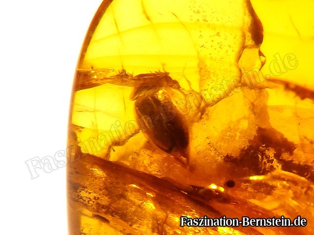 Bernstein-Insekt-Inklusen