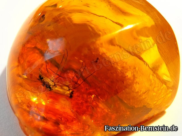 Bernstein-Insekt-Inklusen