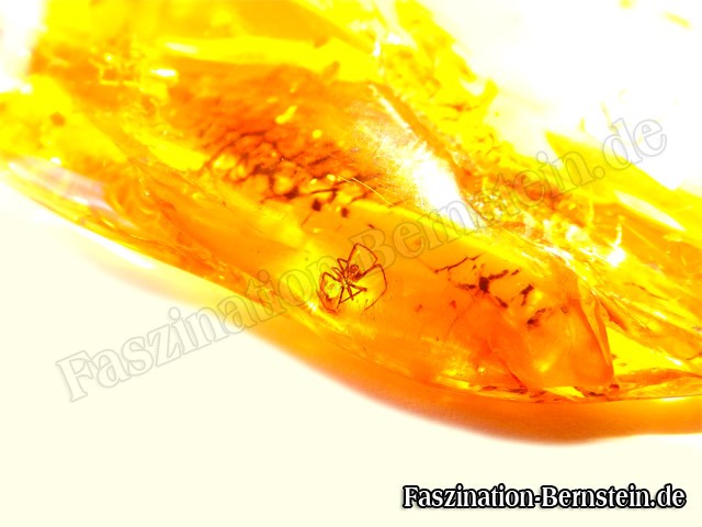 Bernstein-Insekt-Inklusen