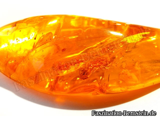 Bernstein-Insekt-Inklusen