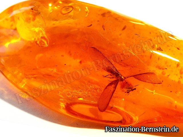 Bernstein-Insekt-Inklusen