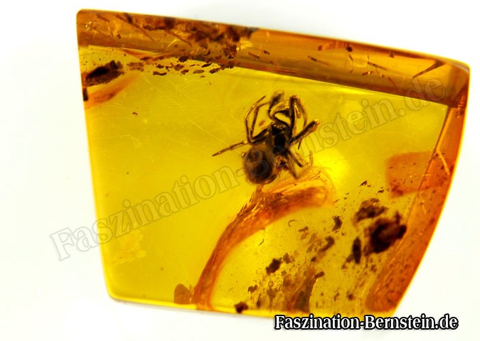 Spinneeinschluss-im-Bernstein