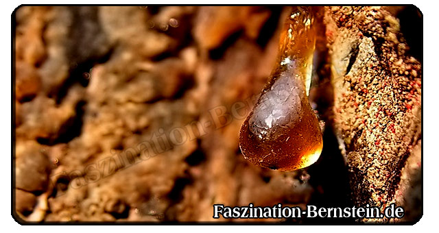 Amber-Origin Ursprung - Bernstein